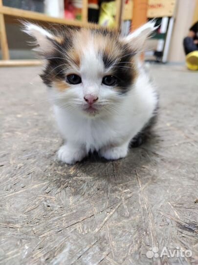 Кошки в добрые руки