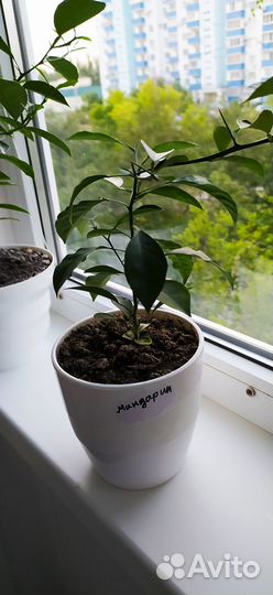 Лимонное дерево