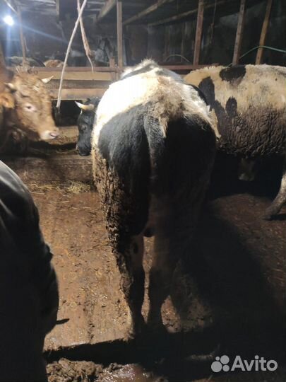Бычки,мясо