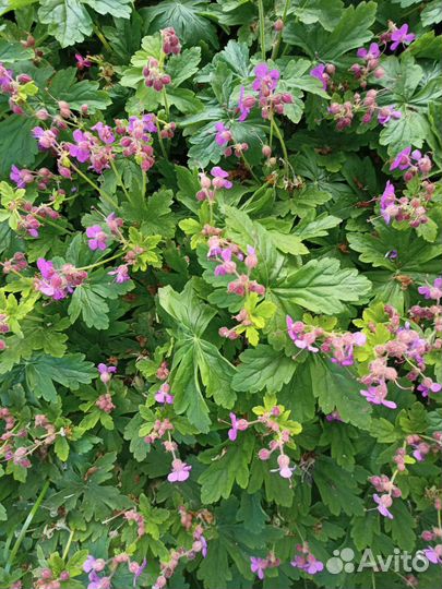 Герань садовая Здравец
