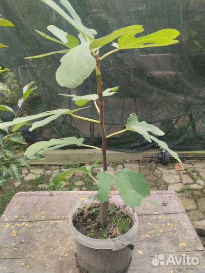 Саженцы инжира 2-3года Брунсвик