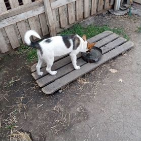 Щенки западно сибирской лайки