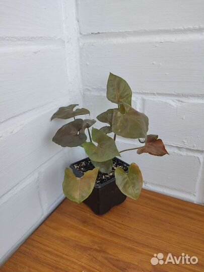 Сингониумы