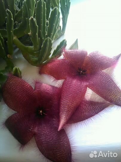 Цветущий кактус (стапелия)