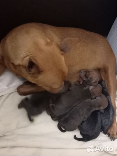 Щенки цвергпинчера мини