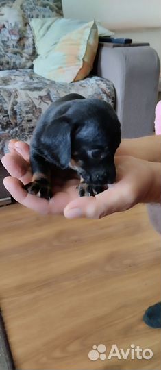 Кроличья такса