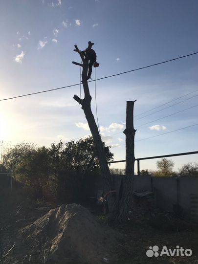 Спил деревьев