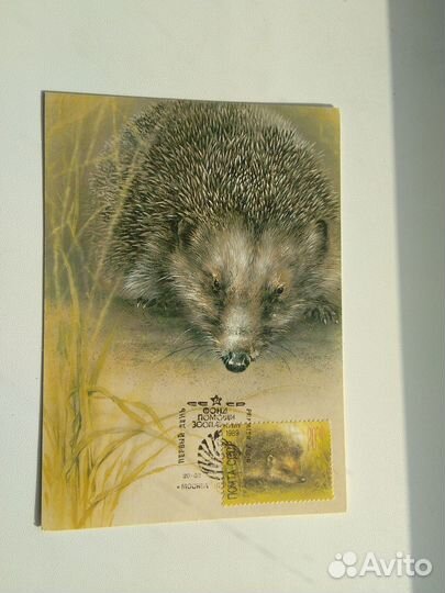 Картмаксимумы