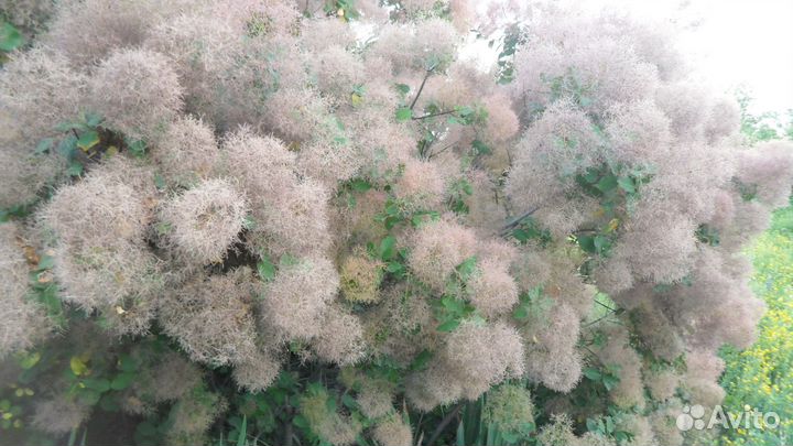 Саженцы скумпии и других растений