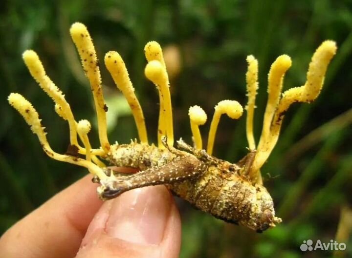Дары/П гриб кордицепс эноки рейши веселка мёд