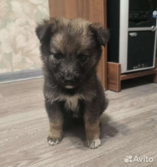 Маленькая собака в добрые руки