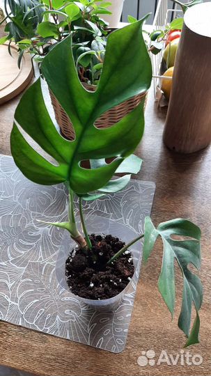 Рафидофора тетрасперма(монстера минима)