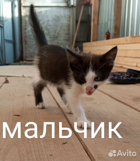 Котята