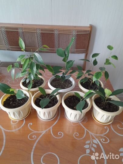 Фикус бенджамина