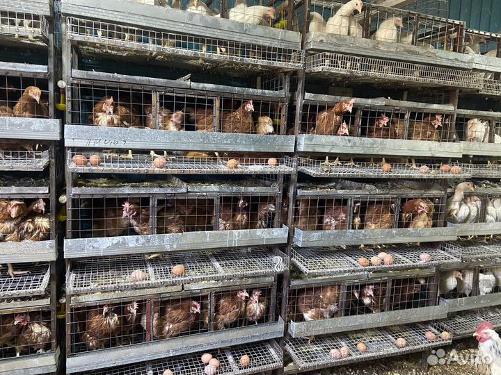 Куры разной породы