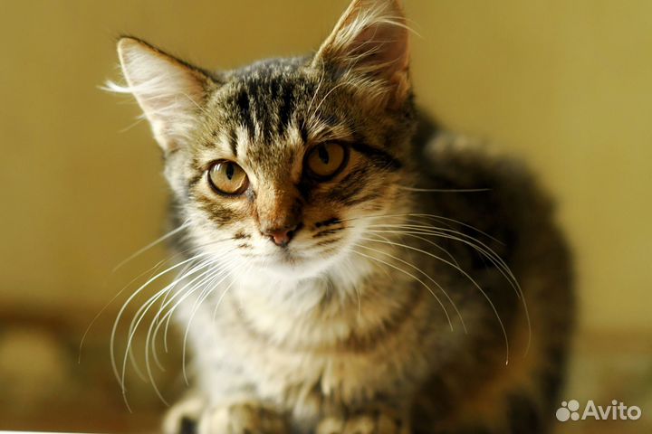 Котенок Ириска в добрые руки