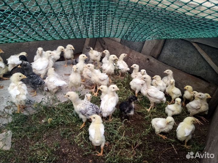 Цыплята бройлеры кобб 500 подрощенные