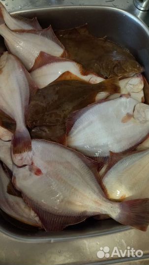 Рыба Камбала