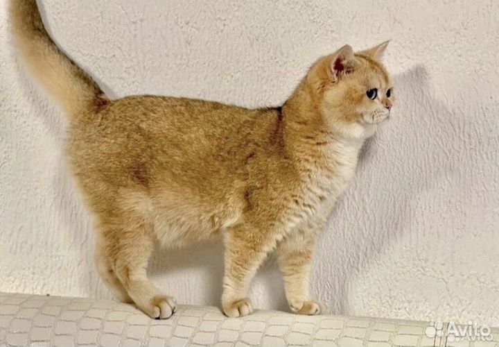 Вязка NY12 Шотландский котик