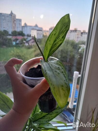 Аглаонема сильвер квин