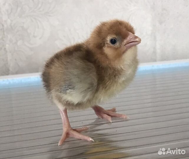 Инкубационное яйцо, Цыплята Кучинской юбилейной