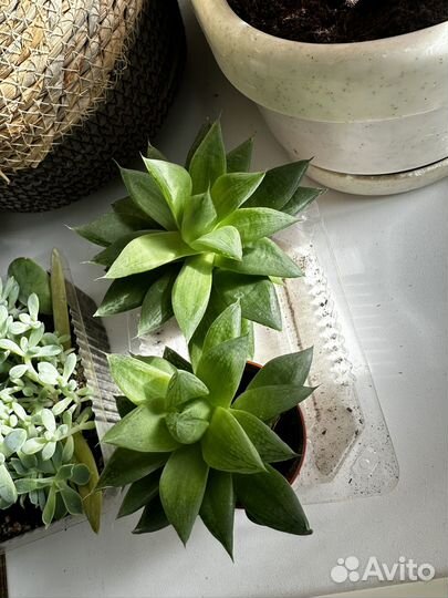 Суккуленты