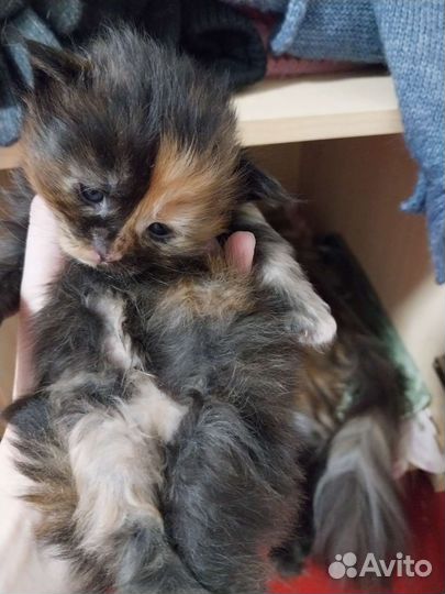 Кошки мейн-кун