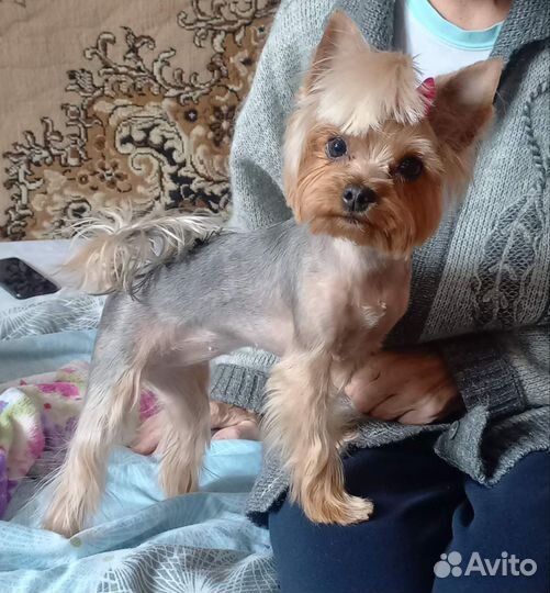 Йоркширский терьер