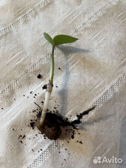 Замиокулькас