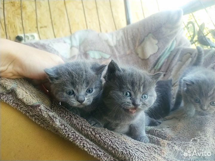 Британская