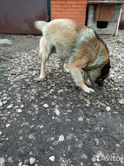 Собака кабель