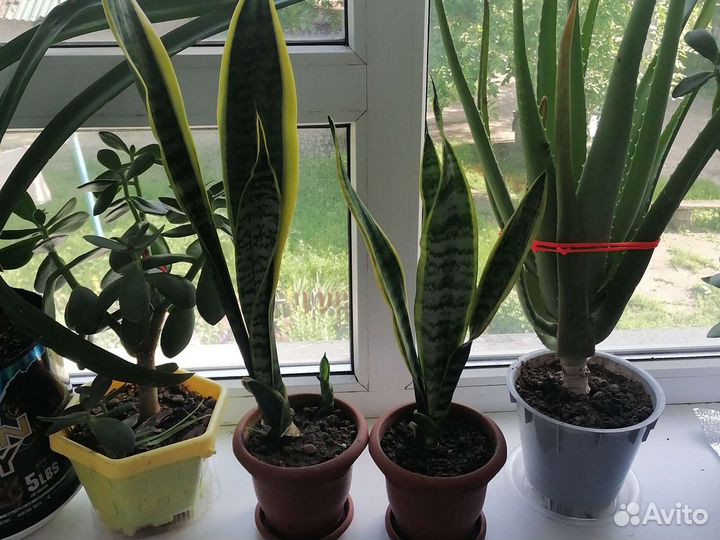 Цветы комнатные