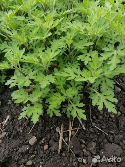 Китайская хризантема, дубочки