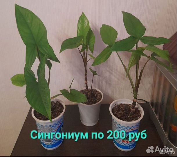 Комнатные цветы