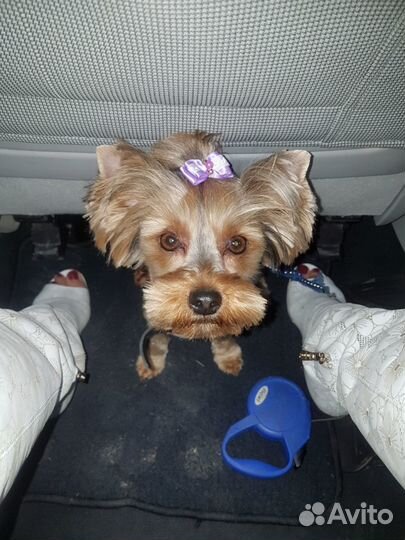 Щенок йорк девочка мини