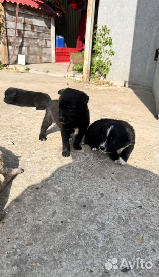 Щенки