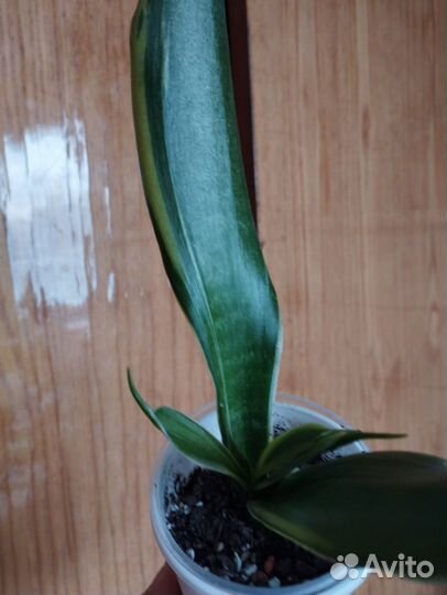 Суккуленты