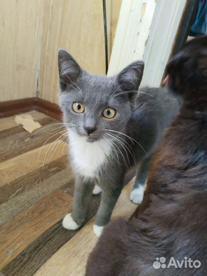 В добрые руки