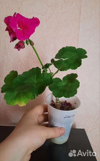 Пеларгония герань сортовая