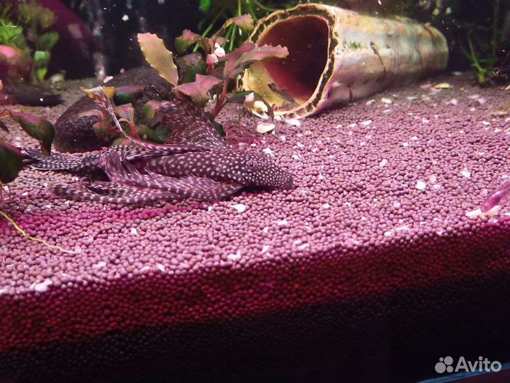 Мальки Сома Анциструса вуалевого и обычного