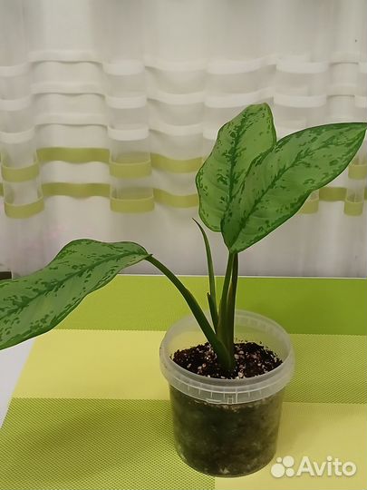 Аглаонема Фридман