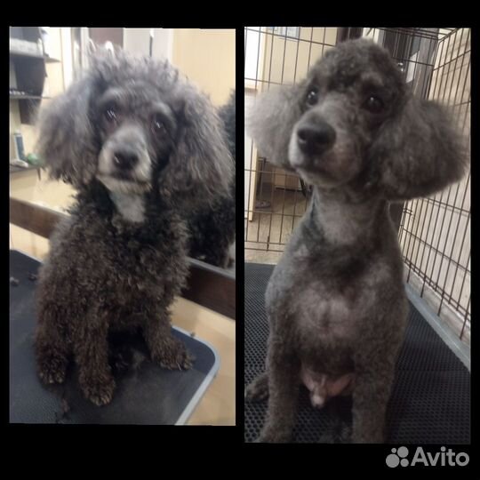 Грумер стрижка собак