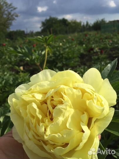 Корни пионов