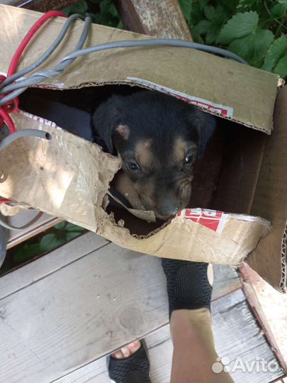 Малышка ищет приют