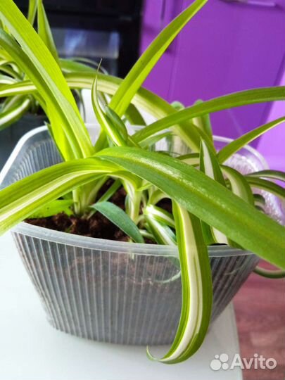 Хлорофитум кудрявый