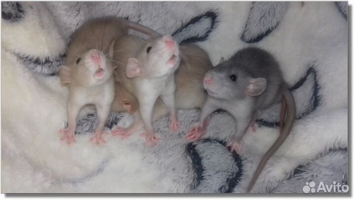 Крысята Дамбо. Крысы окрас янтарь и голубой