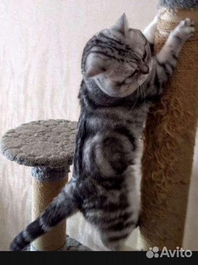 Британская шиншилла серебро котята