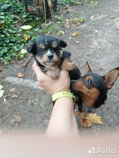 Отдам бесплатно