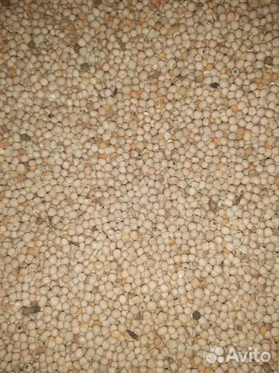 Горох кормовой