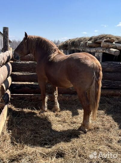 Жеребец советский тяжеловоз